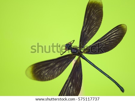  Beautiful demoiselle (Calopteryx virgo)  on a green background Royalty-Free Stock Photo #575117737