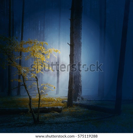 Mystic fantasy foggy wild forest