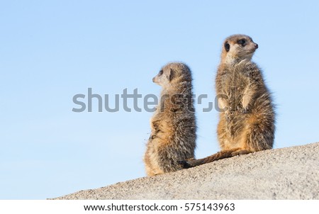 Meerkat on guard duty, cute and furry