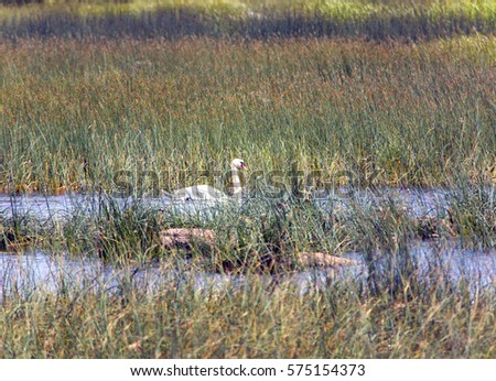 swan in the lake, in an environment of a green grass and stones

