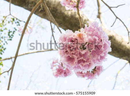 Tabebuia rosea flower