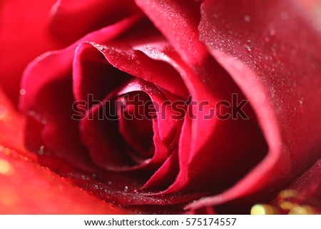 Valentine's Day is celebrated on February 14. It is a festival of romantic love and many people give cards, roses and letter. Selective focus and toned image.