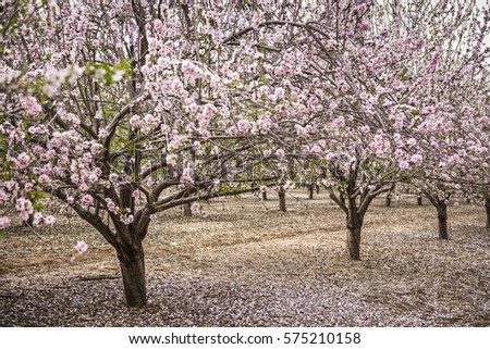 The blooming Almond tree in a Almond Garden with pink and white flowers in orchard with petals covering the ground appearing like snow. Latrun, Israel