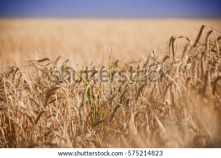 Close-up of a rye field full of weat