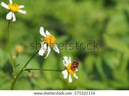 Bees are sucking nectar from flowers