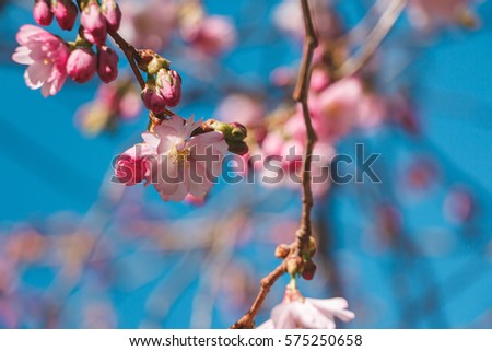 Sakura Flower or Cherry Blossom. Beautiful Nature spring Background. A lot of blooming pink flowers on cherry tree branches against blue sky background. Filled full frame picture. Sunlight on petals.