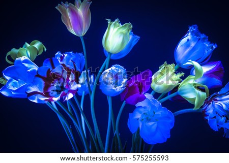 Tulips on March 8. Tulips neon lighting in the dark. The color of light at night. Tulips for decoration holiday 8th of March.