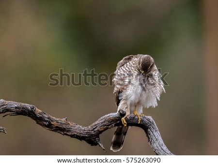 Sparrow Hawk sitting on curved branch groomin feathers Copy space