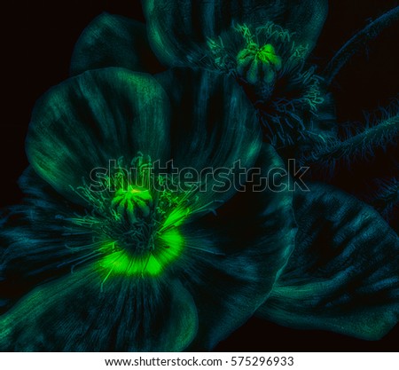 surrealistic dark neon green iceland poppy blossom macro,black background,low key,glowing colors,fantastic realism,vintage painting style floral fantasy
