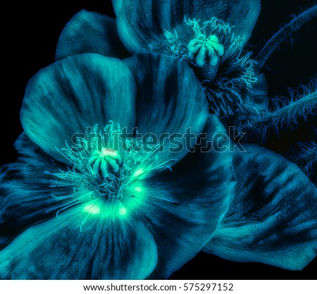 Floral fine art still life low key macro flower portrait of neon glowing light green blue iceland poppy blossoms isolated on black background, fantastic realism / surrealistic vintage painting style