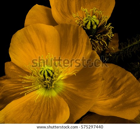 Floral fine art orange dark yellow flowering iceland poppy blossom macro portrait isolated on black background in surrealistic vintage painting still life style,warm colors,tones,detailed texture
