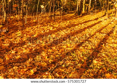 Long shadows of trees at sunset in autumn forest. Lake Forest Park, Moscow region.
