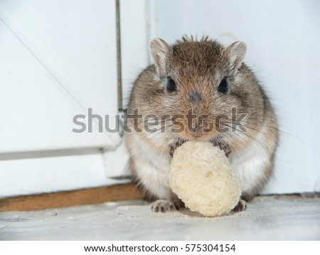 
gerbil eating cracker