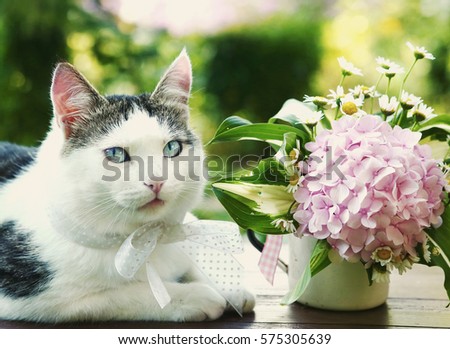 blue eyed cat with hydrangea pink bouquet close up photo on the summer background