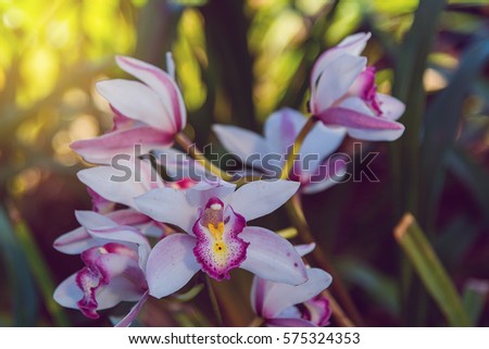 Beautiful orchid flowers in a blurry background White and pink orchid flower in nature Queen of flower soft focus