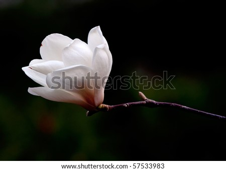 A close up fine art portrait of the flower from a magnolia tree. Royalty-Free Stock Photo #57533983