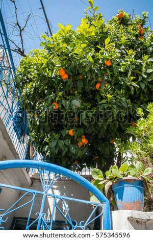 orange tree against the blue sky. Cyprus. 
