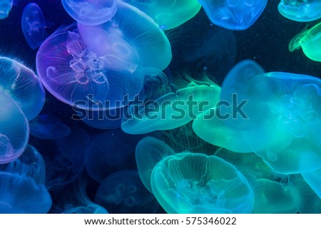 Jellyfishes Royalty-Free Stock Photo #575346022