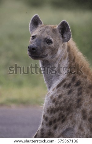 Portrait of free roaming african spotted hyena
