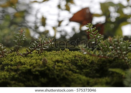Close up picture of moss and small plants growing on top with rain drops