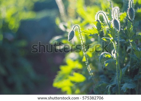 Soft focus Poppy flowers nature green background.