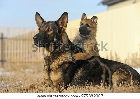 My mother dog with puppy Royalty-Free Stock Photo #575382907