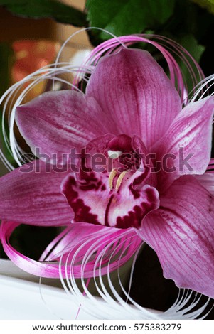 Close-up of beautiful purple Orchid flower 
