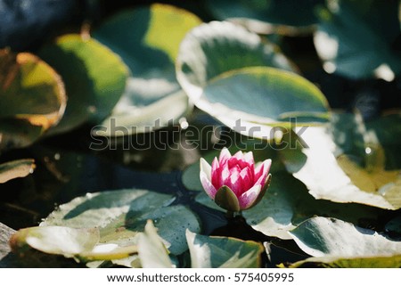 Pink water lily among large green leaves on the water
