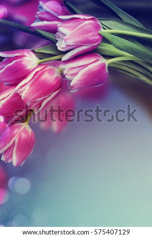 Beautiful fresh pink tulips.Beautiful greeting card.