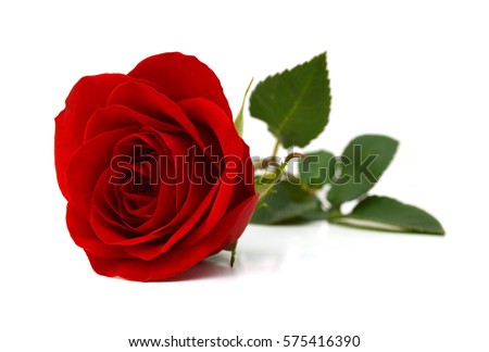 Red rose isolated on white background  Royalty-Free Stock Photo #575416390