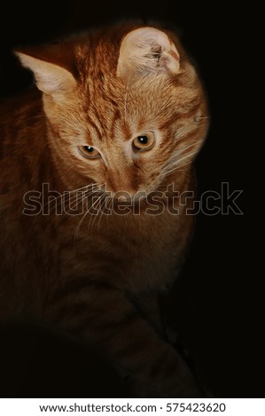 Portrait of red cat isolated on black
