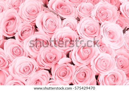 Beautiful pink rose background. 