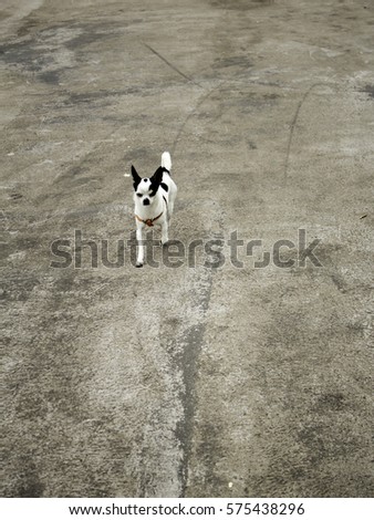 Dog chiguagua in street walking, animals