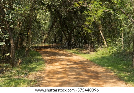 Non asphalt road in the forest, Thailand