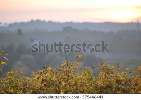 Autumn colors between the vines and hills at dusk