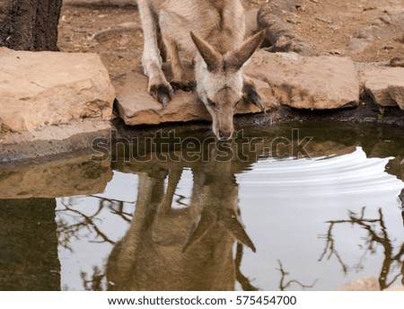 Eastern grey kangaroo drinking from a man-made watering hole - kangaroo reflecting in the water