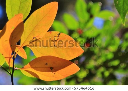 Colors in Nature - Autumn Leaf Background - Orange Icon of Season Change