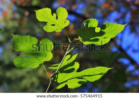 Colors in Nature - Leaf Background - Growing Life
