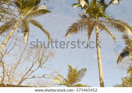 Shadows of coconut trees in the water.