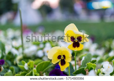 Yellow violets
