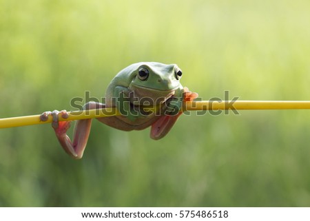 Dumpy frog "litoria caerulea" on branch, dumpy frog on branch, tree frog on branch, amphibian closeup