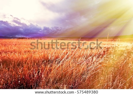  the beauty of nature  by the sun looks dreamy . landscape