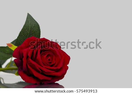 closeup, Valentine rose