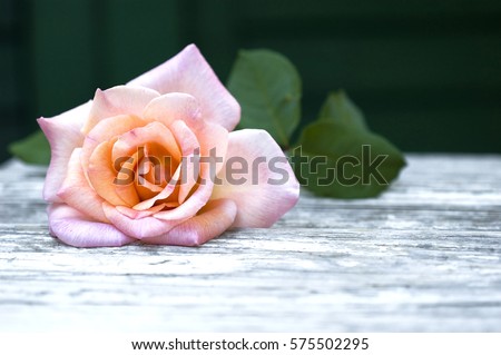 Close up of one fresh rosy, pink rose on white rustic wooden table background, selective focus, space for text