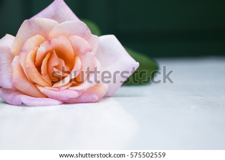Close up of one fresh rosy, pink rose on white rustic background, selective focus, space for text