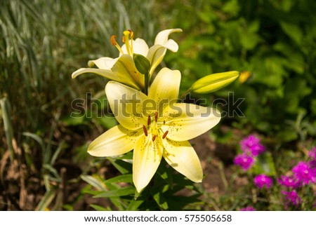 Solar tiger lily with open flowers and buds of a bright sunny day in the garden