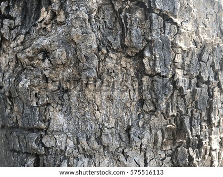 Abstract background texture from bark