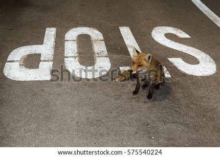 Fox on the street 