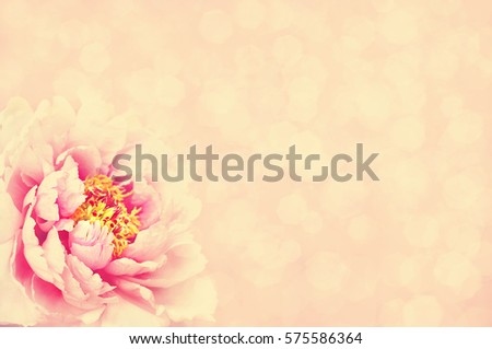 Summer blossoming peony, selective focus, shallow DOF, toned, light and heart bokeh background, pastel and soft card