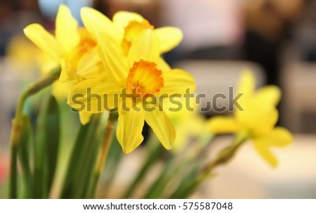 Yellow daffodils on a colored background. Bunch of daffodils in vase. Easter greeting card. 